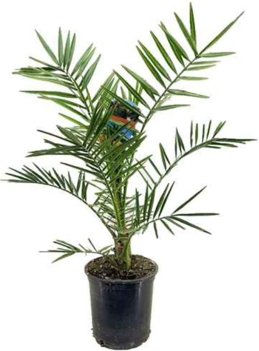 Phoenix Canariensis - Ďatľovník kanársky 50-70 cm, kont. 3 l