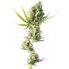Sensi Seeds Semená kanabisu Durban® Feminizované, 3-10 ks 3 ks