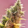 Mr. Nice Holy Grail regular semena neobsahují THC 15 ks