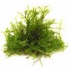 Dennerle Vesicularia ferriei In-Vitro