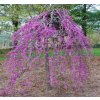 Judášovec kanadský - Cercis canadensis ´Ruby Falls´- na 200/220cm kmeni