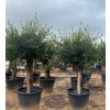 Olea Europea - olivovník 140-160cm s kvetináčom, hrubší kmeň (obvod kmeňa 25-35cm, kvetináč 45L)