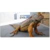 Foto obraz akrylový Leguán 100x50 cm