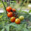 Paradajka Tiny Tim - Solanum lycopersicum - semená - 7 ks
