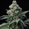 Barney´s Farm - Bruce Banner 3 ks - Semienka neobsahujú THC