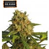 Seedstockers - O.G. Kush 3 ks - Semená neobsahujú THC
