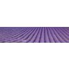 Fototapeta Dimex Lavender KI260-029 | 260 x 60 cm (Samolepiace fototapety na linku)