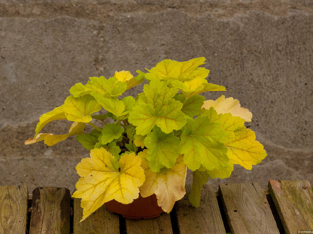 Heuchera Electra, kont. 0,5 l