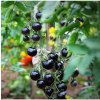 Paradajka Indigo Blue Berries - Solanum lycopersicum - semená - 7 ks
