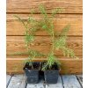 Kryptoméria japonská (Cryptomeria Japonica) – Japonský céder veľkosť 30-50cm