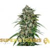 Super Strains - CBD Saga 10 ks - Semená neobsahujú THC