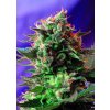 Sweet Seeds Jack 47 Fast Version neobsahuje THC 5 semen