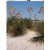 Yucca campestris semená počet kusov v balení: 5 ks v balení