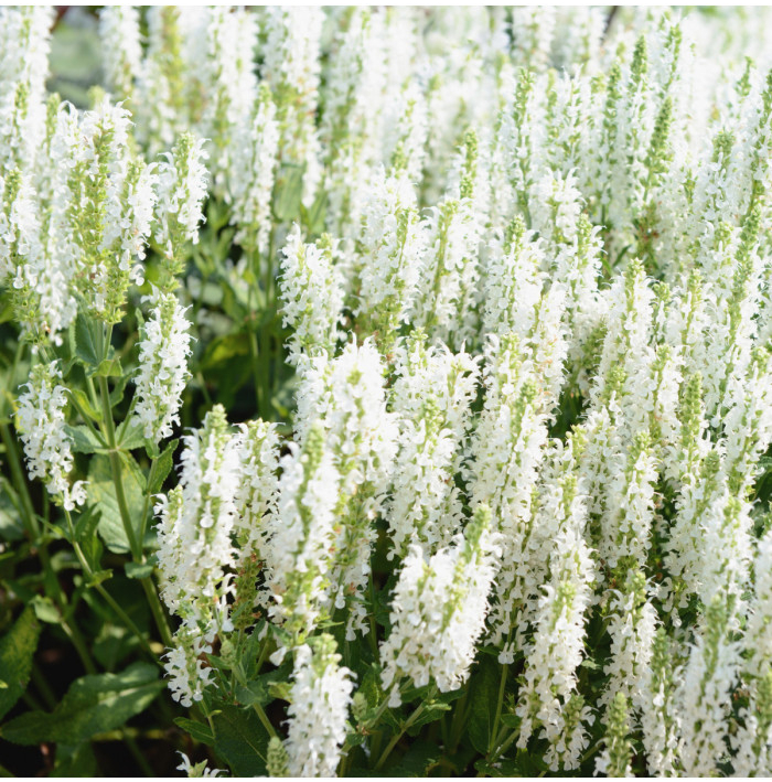 Šalvia Victoria White - Salvia farinacea - semená šalvie - 12 ks