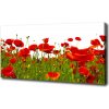 Foto obraz tlačený na plátne Poľný mak 100x50 cm