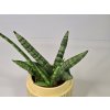 Baby Sansevieria Cylindrica 'Bonsel'