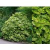 Aukuba japonská Crotonifolia, výška 30-40 cm, kvetináč 17 cm