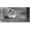 Foto obraz fotografie na skle sivý vlk 100x50 cm