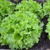Šalát hlávkový Maikönig - Lactuca sativa - semená - 800 ks