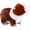 Morské prasiatko 22 cm