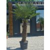 Trachycarpus fortunei Premium s výškou kmeňa 110 cm, v celkovej výške 240 cm
