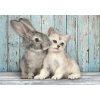 Puzzle Clementoni Hight Quality Collection 500 dielikov Clementoni Puzzle 500 ks Compact MAČKA A KRÁLIK