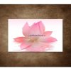 Obraz - Lotosový kvet 90x60cm