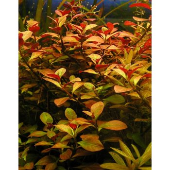 Ludwigia repens