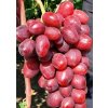Vinič Red Taro