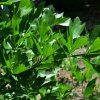 Ligurček lekársky - Levisticum officinale - semiačka - 115 ks