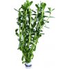 Bacopa monieri - zväzok