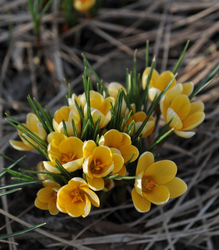 Krókus Romance žltý - Crocus chrysanthus - hľuzy krókusu - 3 ks