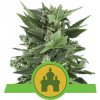Royal Queen seeds Royal Kush Automatic neobsahují THC 10 ks