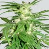 Nirvana Aurora Indica regular semena neobsahují THC 10 ks