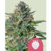 Royal Queen Seeds Semená kanabisu Jahoda proti kašľu feminizované 3 ks