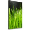 Vertikálny foto obraz canvas Steblo trávy 50x100 cm