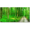 Foto obraz sklenený horizontálny Stromy v lese 100x50 cm