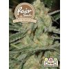 Fair Seeds Auto Somango semena neobsahují THC 5 ks