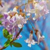 Paulovnia fortuneova - Paulownia fortunei - semená paulovnie - 15 ks
