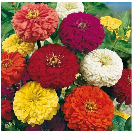 Cínia pôvabná obrovská - Zinnia elegans - predaj semien - 50 ks