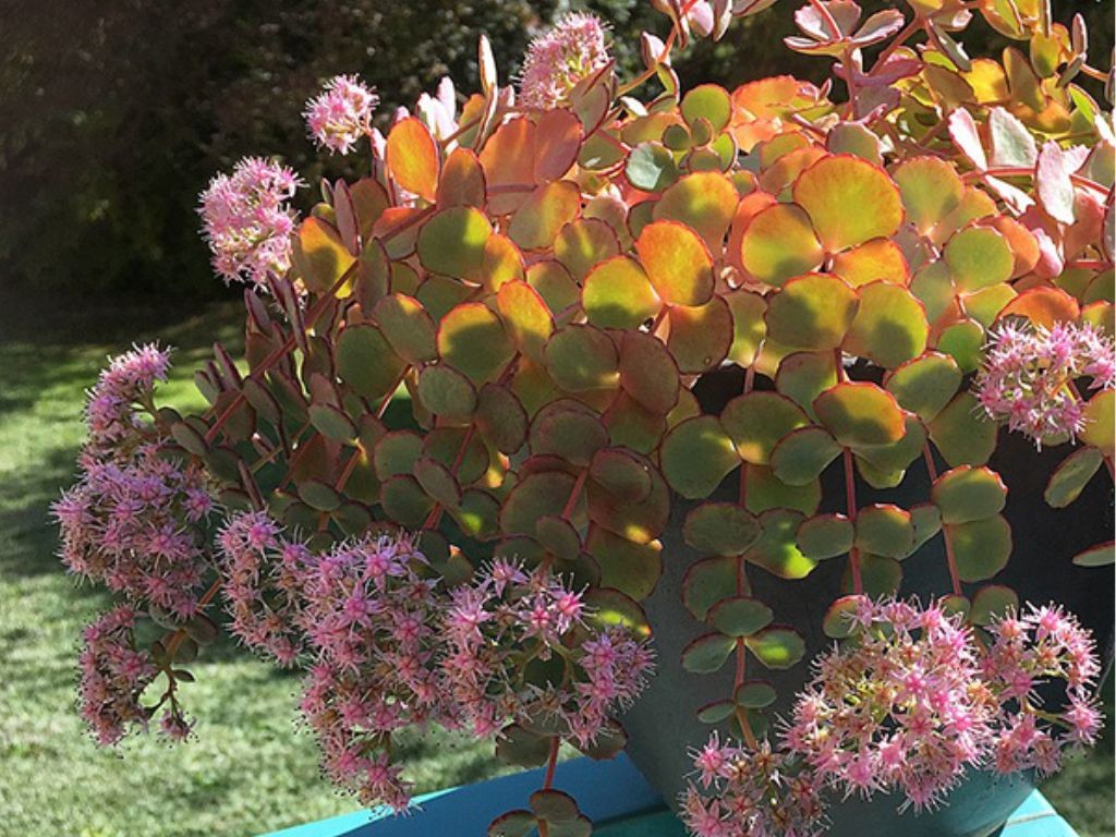 Sedum sieboldii - Rozchodník sieboldov, kont. 0,5 l