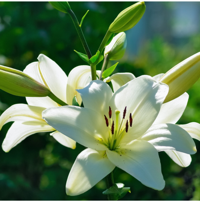 Ľalia Canova - Lilium - cibuľoviny - 1 ks