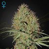 Green House Seed - Super Bud Auto 3 ks - Semená neobsahujú THC