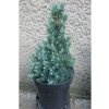 Smrek Biely Sanders Blue Výška: 50 - 60cm, 3L
