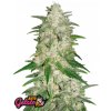 Fast Buds Cannabis Seeds Gelato Auto 5 ks