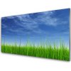 Nástenný panel Nebo tráva príroda 100x50 cm