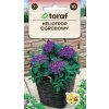 Semená otočníka záhradného Toraf fialové modré 0,10 g