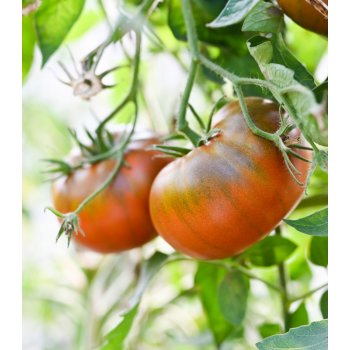 Paradajka Brandywine čierne - predaj semien paradajok - 7 ks od 1,47 € -  Heureka.sk