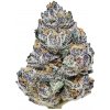 Fast Buds Semienka kanabisu Rainbow Melon Feminizované 5 ks