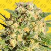 Original Sensible Seeds - Auto AK XXL 10 ks - Semená neobsahujú THC